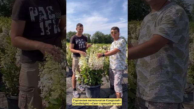 Гортензия метельчатая (Hydrangea paniculata `Candlelight`) В переводе - «Свет горящей свечи» смотреть онлайн