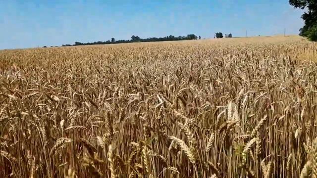 САМВЕЛ АДАМЯН ДОХОДЫ ЗА СЕНТЯБРЬ 2022 смотреть онлайн