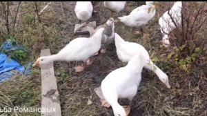 Гусятам 2 месяца.