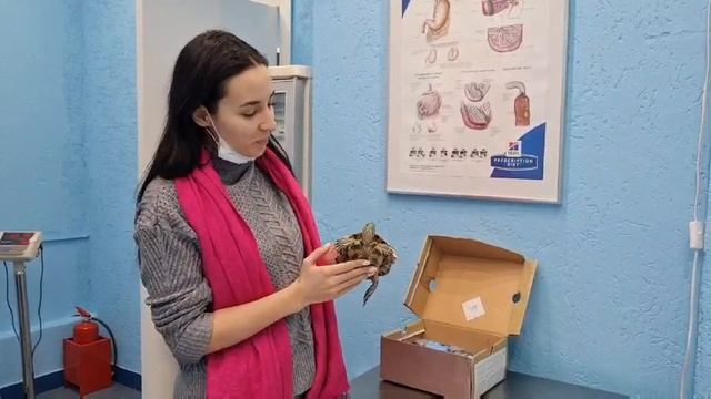 Малышкина Ксения Андреевна и черепаха Гриша. Ветклиника Сытая Морда