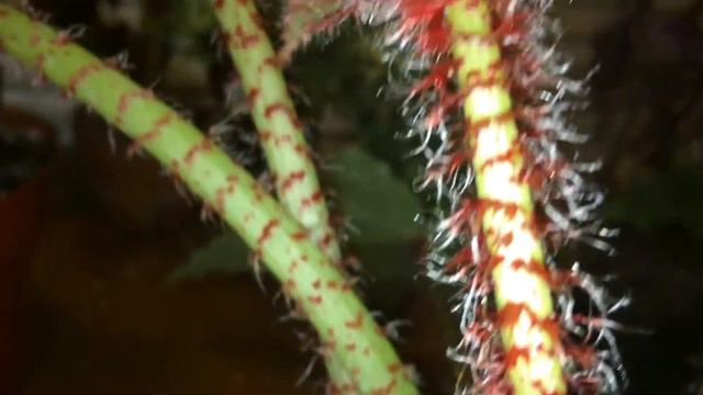 Begonia: Ricinifolia; new branch forming at the ending смотреть онлайн