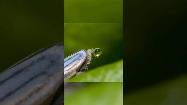 Дождь не с неба. Цикады-снайперы смотреть онлайн
