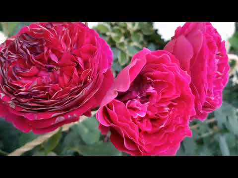 Раннее утро (4.30) в Саду на трех холмах... смотреть онлайн