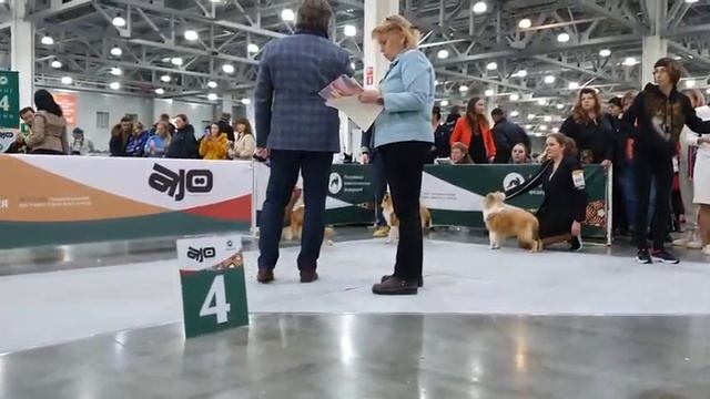 26.11.2022, Москва. Выставка РОССИЯ-2022-1. Ринг ШЕЛТИ смотреть онлайн