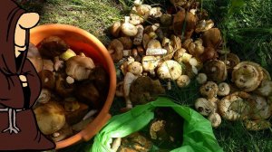 Нарезали Грибов Груздей, Подберезовиков, Полубелых и даже один Белый Гриб в Самарских Лесах