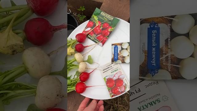 Очень крупный редис.? Один плод 34 грамма?