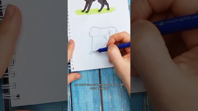 рисую гепарда #shorts #рисую #рисуюгепарда смотреть онлайн