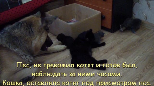 Как кошка с собакой. смотреть онлайн