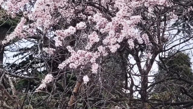 426. Крым! Что у нас? Цветет миндаль и мимоза..СИМЕИЗ.. смотреть онлайн