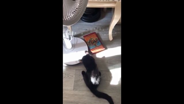 Куся скребет вентилятор! Kusya is scraping the fan! смотреть онлайн