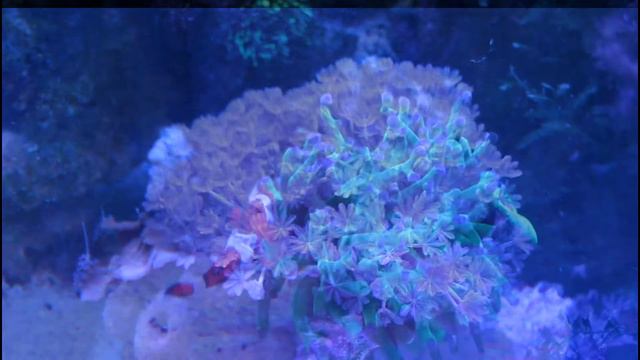 Первое видео. Морской аквариум. 1 месяц. смотреть онлайн