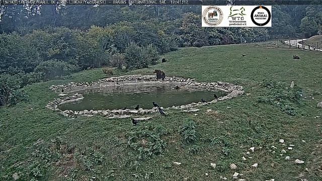 Светлый еле вырвался и сразу в водоем #Румыния смотреть онлайн