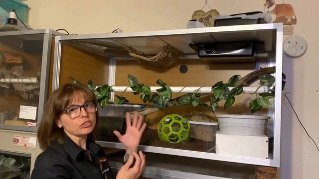 Royal Python SPI Study & Deep Dive смотреть онлайн