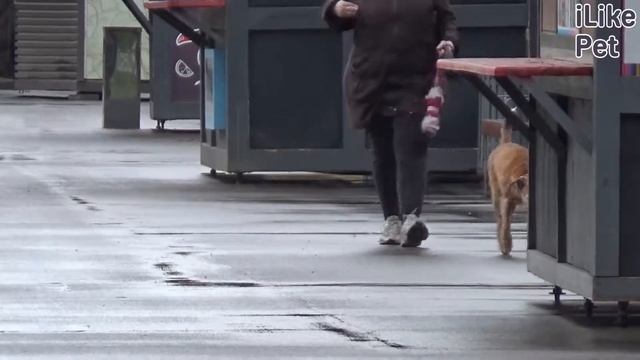 Парки Москвы, которые обязательно нужно посетить с собакой на iliket смотреть онлайн