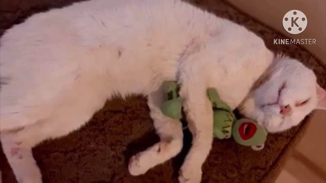 Бездомный кот умолял людей купить еду. Но то что произошло дальше невероятно