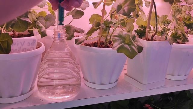 СЕКРЕТ МОЩНОЙ КОРНЕВОЙ НА ЧЕРЕНКАХ ПЕЛАРГОНИИ! БЕШЕННЫЙ РОСТ КОРНЕВОЙ У ГЕРАНИ ОБЕСПЕЧЕН!