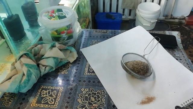 Разведение дафнии из сухой и замороженной - результаты смотреть онлайн