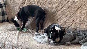 Бостон терьер, Boston Terrier Uriy and Dusya, Бостон терьер