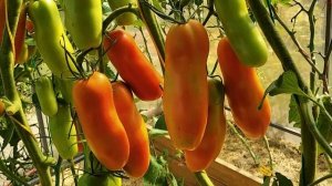 Томат Казанова. Длинноплодный томат универсального назначения!