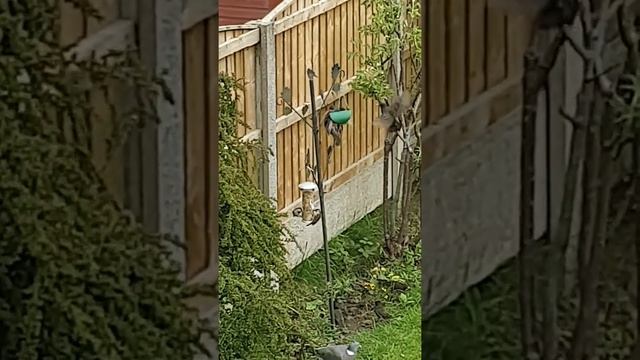 Starlings love peanut butter смотреть онлайн