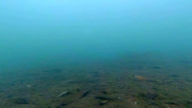 ???ИСПЫТАНИЕ ЭКШЕН КАМЕРЫ? ДЛЯ РЫБАЛКИ?ПОДВОДНЫЕ? СЪЁМКИ ??.#камерадлярыбалки#экшенкамера#видео# смотреть онлайн