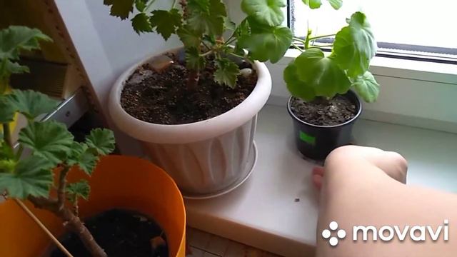 мои пеларгонии смотреть онлайн