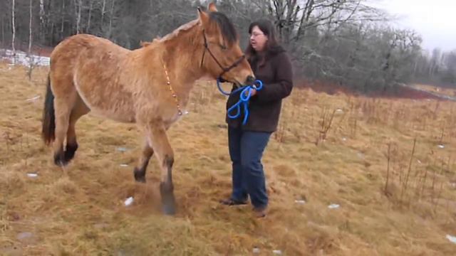 Rain (fjord mare) смотреть онлайн