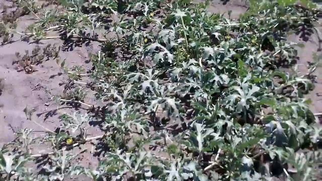 Выращивание арбузов!Уход.Полив.Питание!Результат! смотреть онлайн