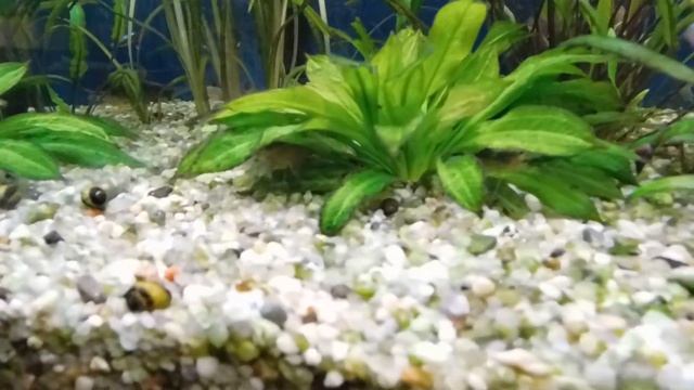 Кого можно содержать с Дискусами. смотреть онлайн