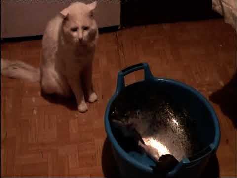 Юбилей Раи и Саши. 16-18 января 2012 (ч.1) смотреть онлайн