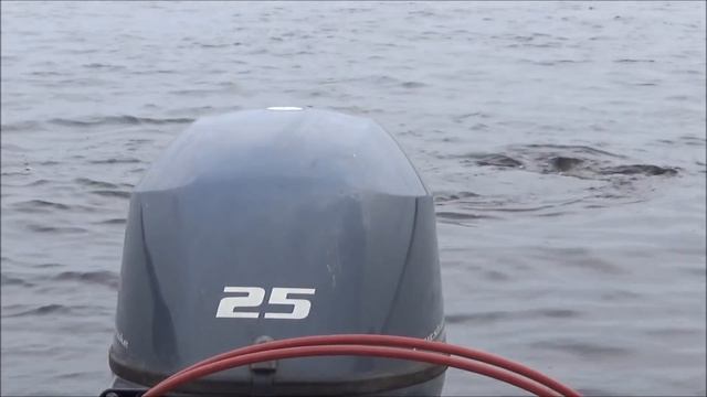 Морской заяц на Мезени