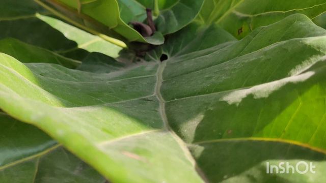 #Весна . #Март 2020 . #Израиль . смотреть онлайн