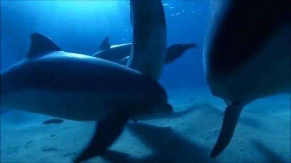 Enigma - The Dream Of The Dolphin