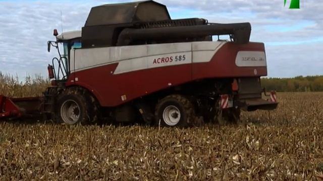 2021 10 06 Уборка кукурузы в АО "Нива" смотреть онлайн