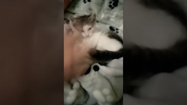 оцени котёнка моего от 1 до 100! смотреть онлайн