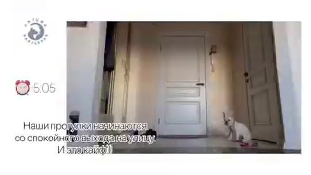 "До и После" обучения "Искусству общения с собакой"! смотреть онлайн