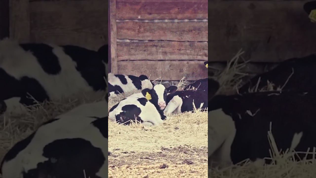 Почему коровам нужна тень? #коровы #фермерство #животноводство смотреть онлайн