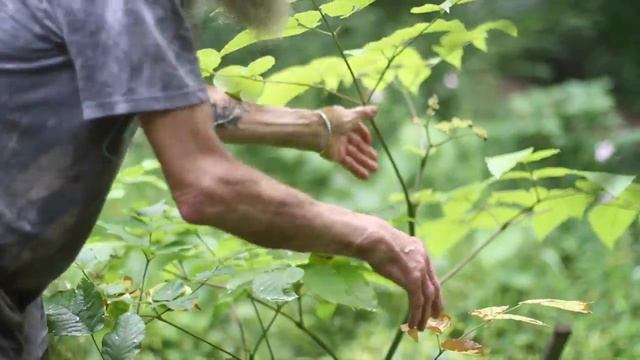 Aralia cordata смотреть онлайн