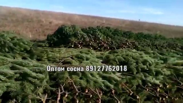 Оптом Сосна Новогодняя с делянки в любой регион России. Livepines.ru ☎️+79127762018 смотреть онлайн