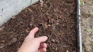 княженика- как уходит в зиму.