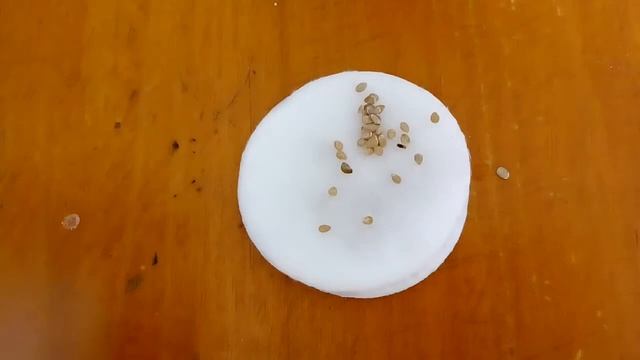 Замачиваем семена томата Джина ТСТ и томата Экстремал в борной кислоте смотреть онлайн