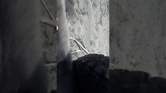 Барс и его хозяин смотреть онлайн