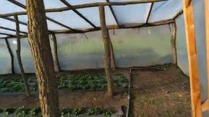 Деревянная теплица спустя год,материалы,окупаемость.