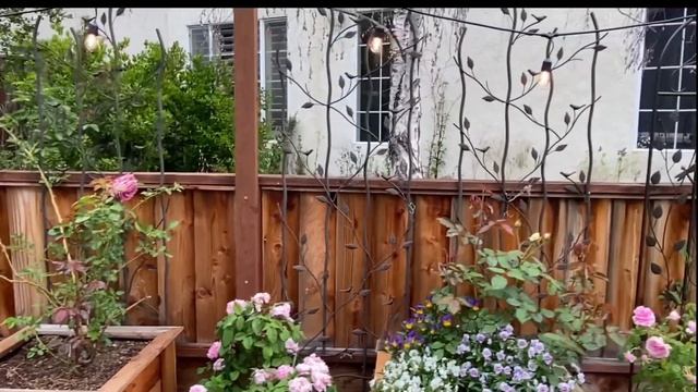 #16 Twigs & Birds Garden Tour. Two year old rose garden est. 5/2020 #rosegarden #gardentour #roses смотреть онлайн