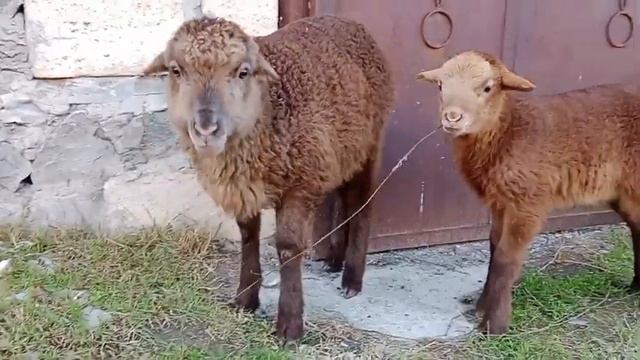 фермер 15 ноября 2022 г. очень приятно наблюдать за это видео #город #россия #казахстан #москва смотреть онлайн