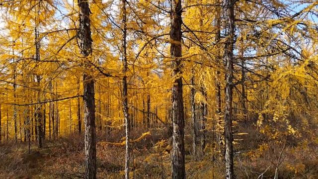 Белка в осеннем лесу. смотреть онлайн