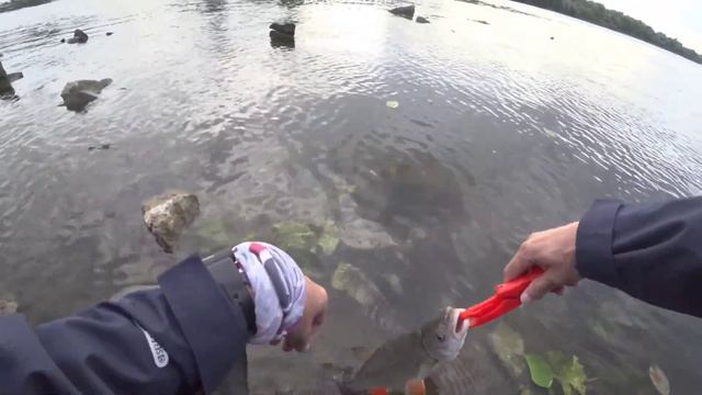 Крупный ГОЛАВЛЬ на перекате. смотреть онлайн