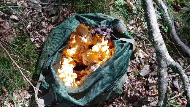 13/8/2017. Cantharellus cibarius & Trompetas. ???? смотреть онлайн