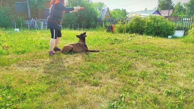 зарядка для собак