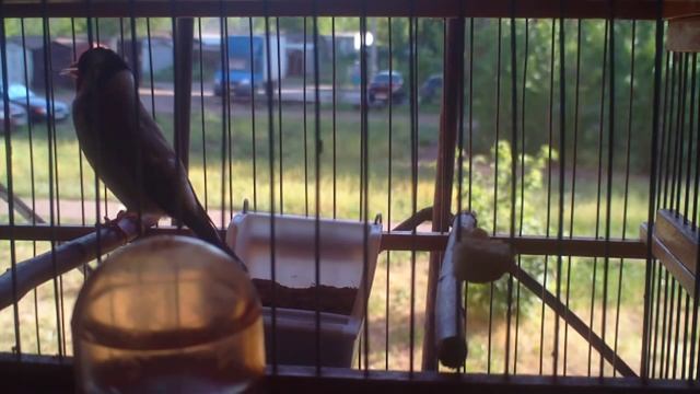 Щегол (пение) смотреть онлайн